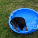 ein kleine Dogi Pool